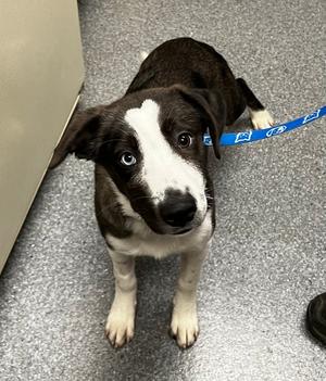 Flower, Australian Shepherd, puppy, available for adoption