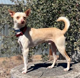 Chico, Chihuahua, young, available for adoption