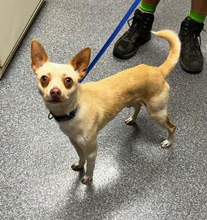 Chico, Chihuahua, young, available for adoption