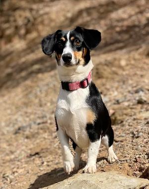 Annie, Dachshund, young, available for adoption
