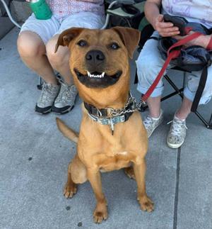 Rocko, Labrador Retriever / Australian Cattle Dog, young, available for adoption
