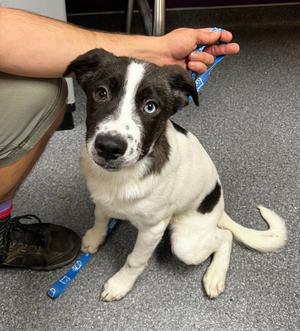 Fern, Australian Shepherd, puppy, available for adoption