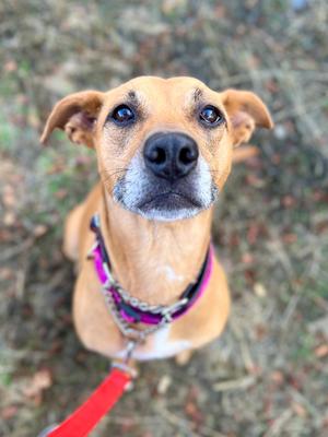 Baby Girl, Pit Bull Terrier / Australian Cattle Dog, adult, available for adoption