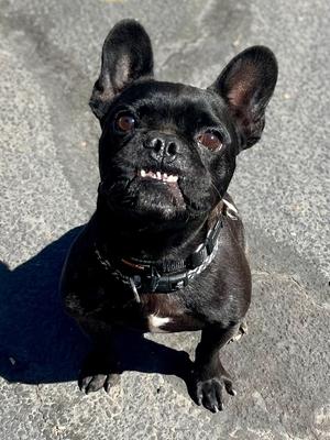 Frankie, French Bulldog, adult, available for adoption