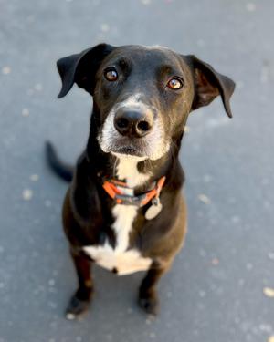 Pepper, Labrador Retriever, adult, available for adoption
