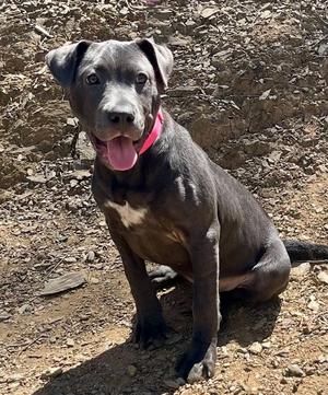 Brooklyn, Pit Bull Terrier, puppy, available for adoption