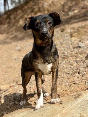 Stu, Catahoula Leopard Dog, puppy, available for adoption