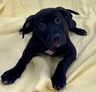 Ruth, Pit Bull Terrier / American Bulldog, puppy, available for adoption