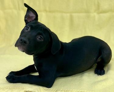 Mary, American Bulldog / Pit Bull Terrier, puppy, available for adoption