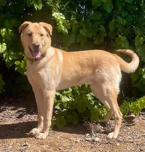 Neil, Labrador Retriever, young, available for adoption