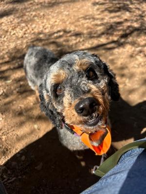 Gibby, Poodle (Miniature), adult, available for adoption