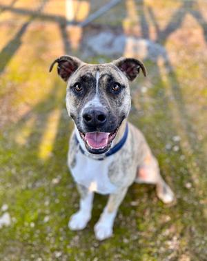 Birch, Pit Bull Terrier / American Staffordshire Terrier, young, available for adoption