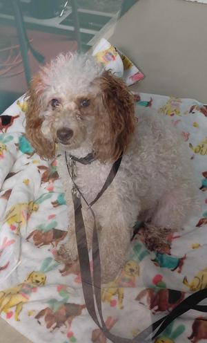 A fluffy poodle with curly white and brown fur is sitting on a colorful blanket with dog patterns. The dog is wearing a black collar and leash.