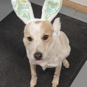 Biscuit, Rat Terrier / Australian Cattle Dog / Blue Heeler, young, available for adoption