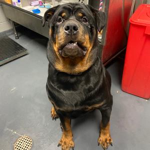 Beethoven, Mixed Breed (Large), senior, available for adoption