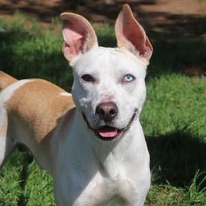 Bolt, Mixed Breed (Medium), adult, available for adoption
