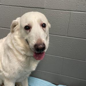 A white dog with a happy expression, standing in front of a gray brick wall.
