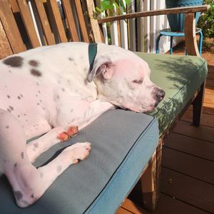 Chance, Mixed Breed (Medium), adult, available for adoption
