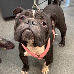 Brooklyn, Mixed Breed (Medium), adult, available for adoption