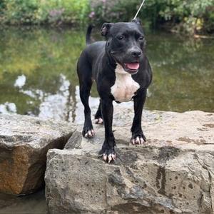 Binky, Mixed Breed (Medium), adult, available for adoption