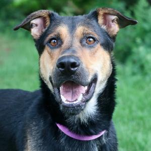 Draco, Mixed Breed (Large), adult, available for adoption
