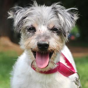Bruno, Mixed Breed (Small), senior, available for adoption
