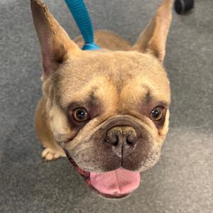 Baguette, Mixed Breed (Medium), adult, available for adoption