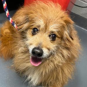 Alf, Mixed Breed (Medium), senior, available for adoption