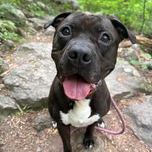 Alfonso, Mixed Breed (Large), adult, available for adoption