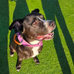 Ace, Mixed Breed (Large), adult, available for adoption