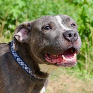 Bee Bop, Mixed Breed (Medium), adult, available for adoption