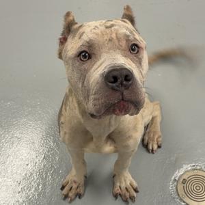 A light-colored pit bull with a muscular build, sitting on a gray floor, looking directly at the camera with its ears perked up.