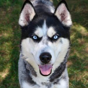 Chad, Mixed Breed (Large), adult, available for adoption