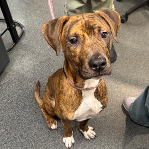 Astro Boy, Mixed Breed (Medium), adult, available for adoption