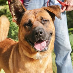 Biggie, Mixed Breed (Large), adult, available for adoption