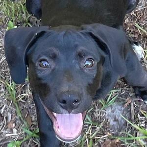 A black dog with floppy ears and a pink tongue is looking up at the camera with a happy expression. The dog is sitting on grass with some dry leaves and twigs around it.