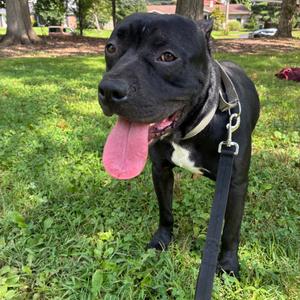 Erebus, Mixed Breed (Medium), adult, available for adoption