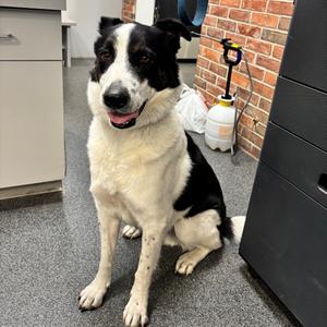 Duke, Mixed Breed (Large), adult, available for adoption