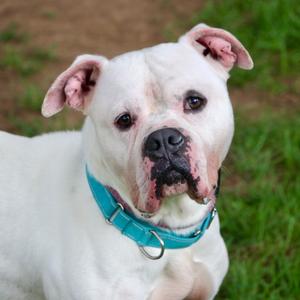 Chico, Mixed Breed (Medium), adult, available for adoption