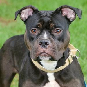 Dora, Mixed Breed (Medium), adult, available for adoption