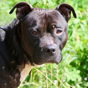 Bandido, Mixed Breed (Medium), adult, available for adoption
