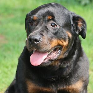 Fluffy, Rottweiler, adult, available for adoption