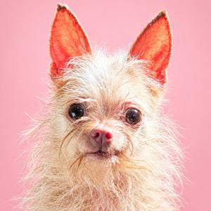 A close-up of a small, fluffy dog with large ears and a pink nose against a pink background.
