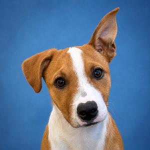 Mike, Mixed Breed (Large), puppy, available for adoption
