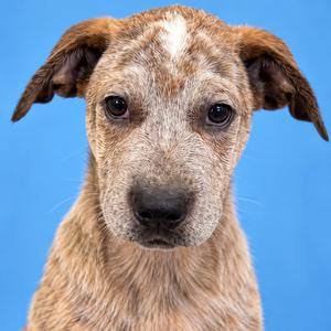 A close-up of a dog with a brindle coat and floppy ears, looking directly at the camera against a blue background.