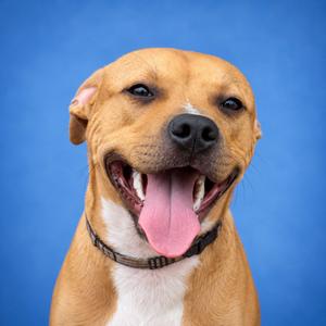 Willing, Terrier, Pit Bull, available for adoption