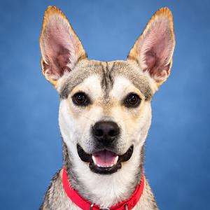Diego, Husky, adult, available for adoption