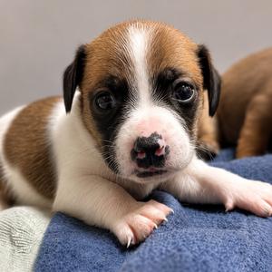 Euro, Pug, available for adoption