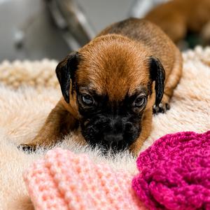 Peso, Pug, available for adoption