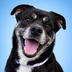 Kitty, Husky, adult, available for adoption